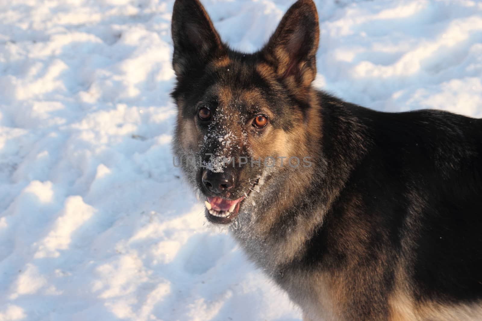 East European Shepherd in nature on a sunny day in winter