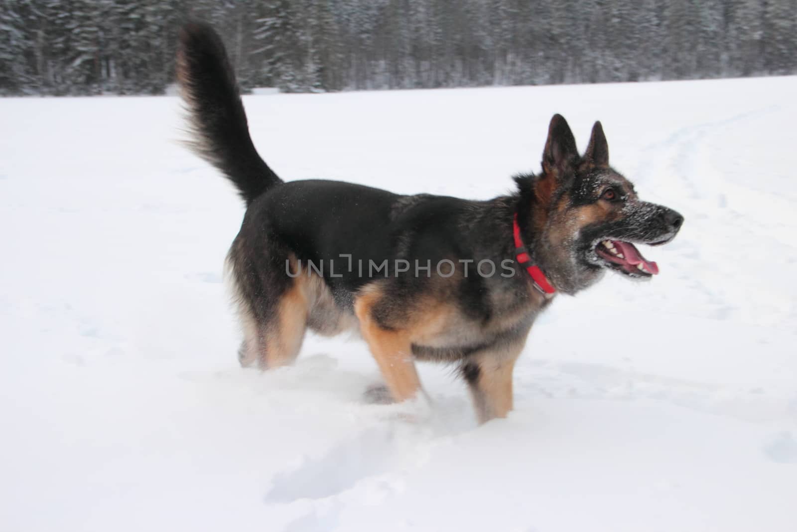 East European Shepherd in nature on a sunny day in winter