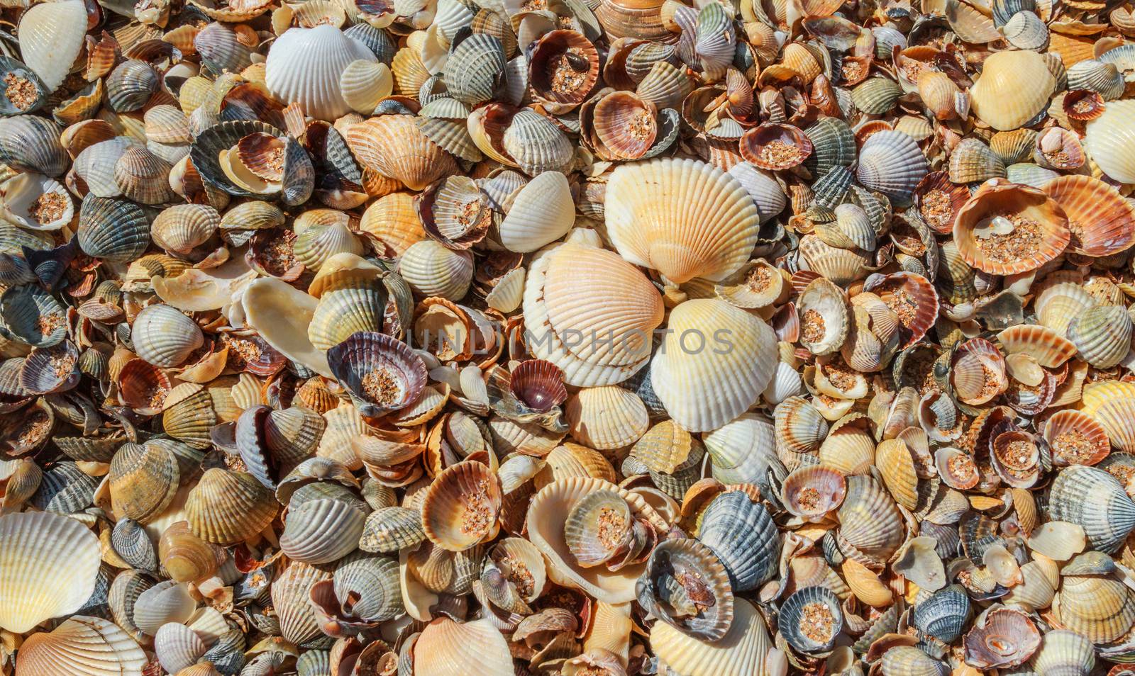  Many sea shells on a beach summer background. by fogen