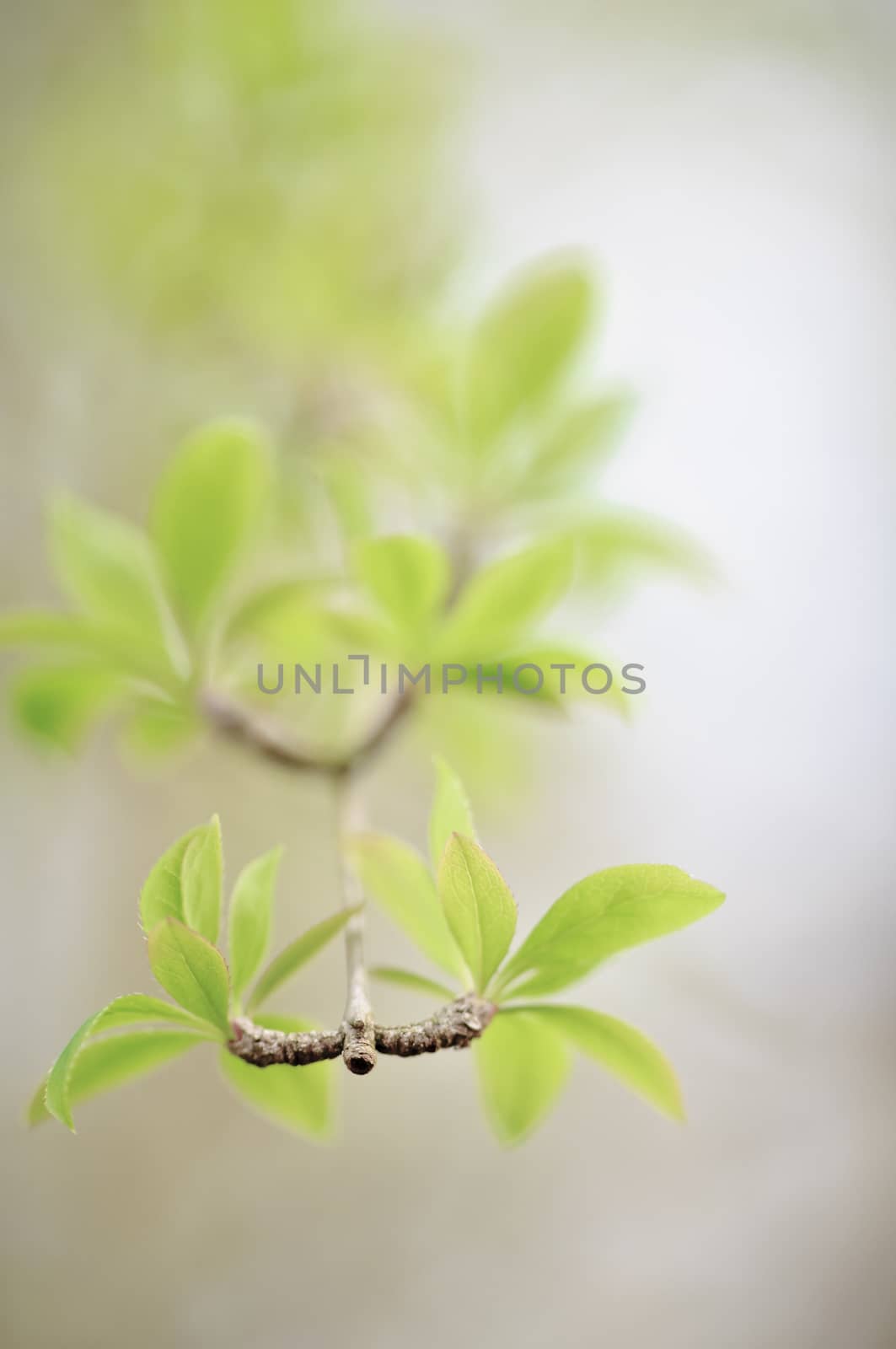 Macro photograph of a branch