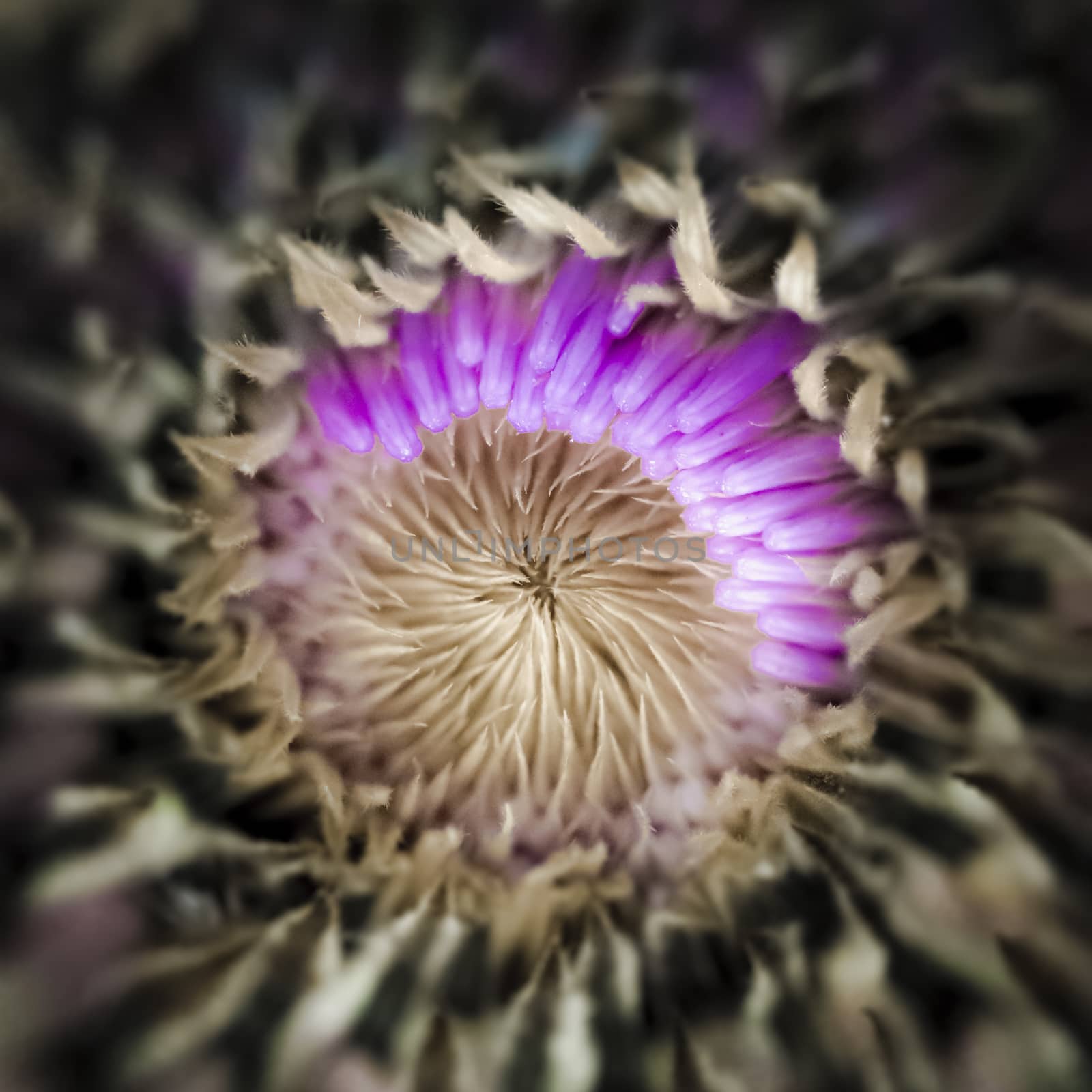 Macro photograph of a flower