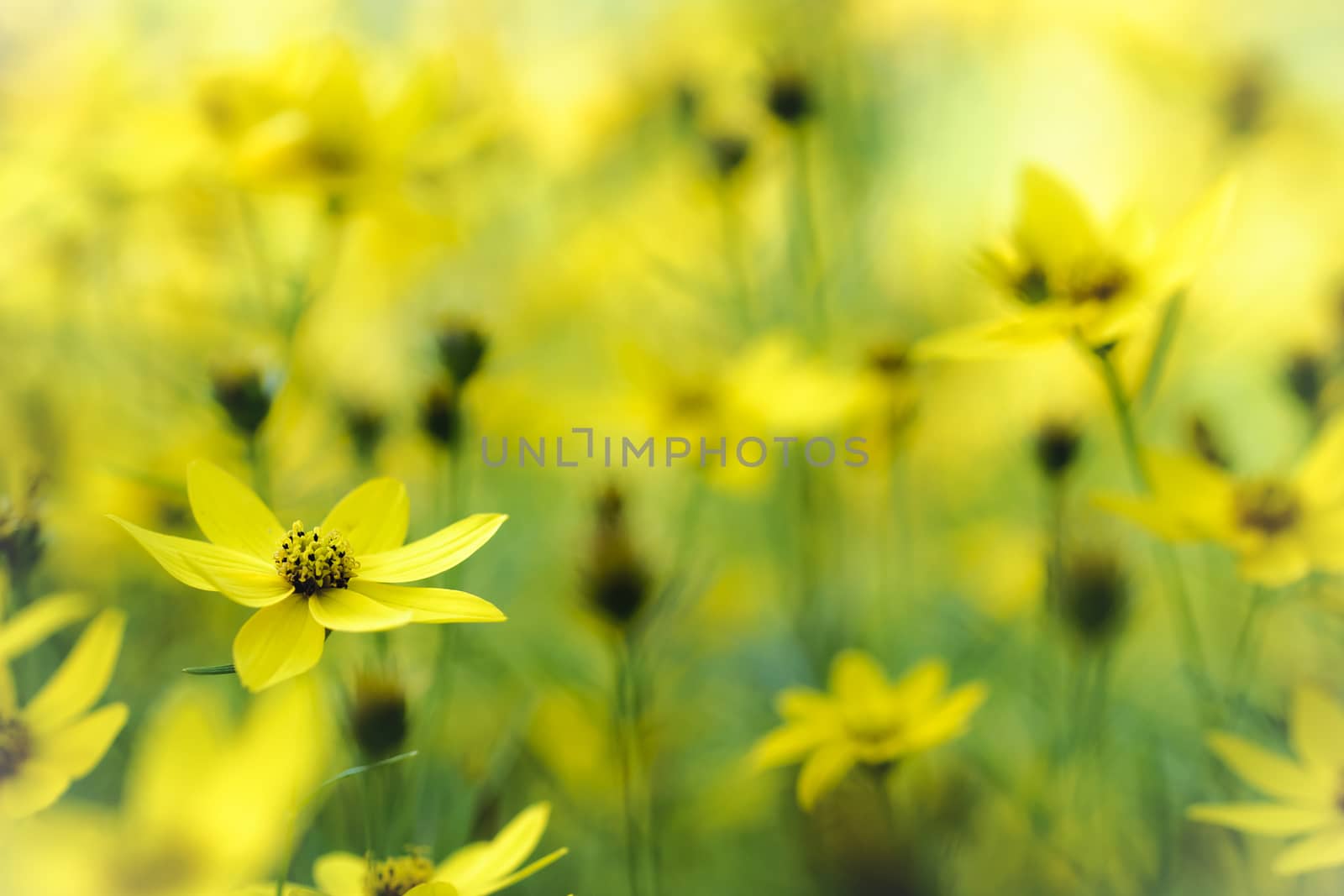 Macro photograph of flowers in a field