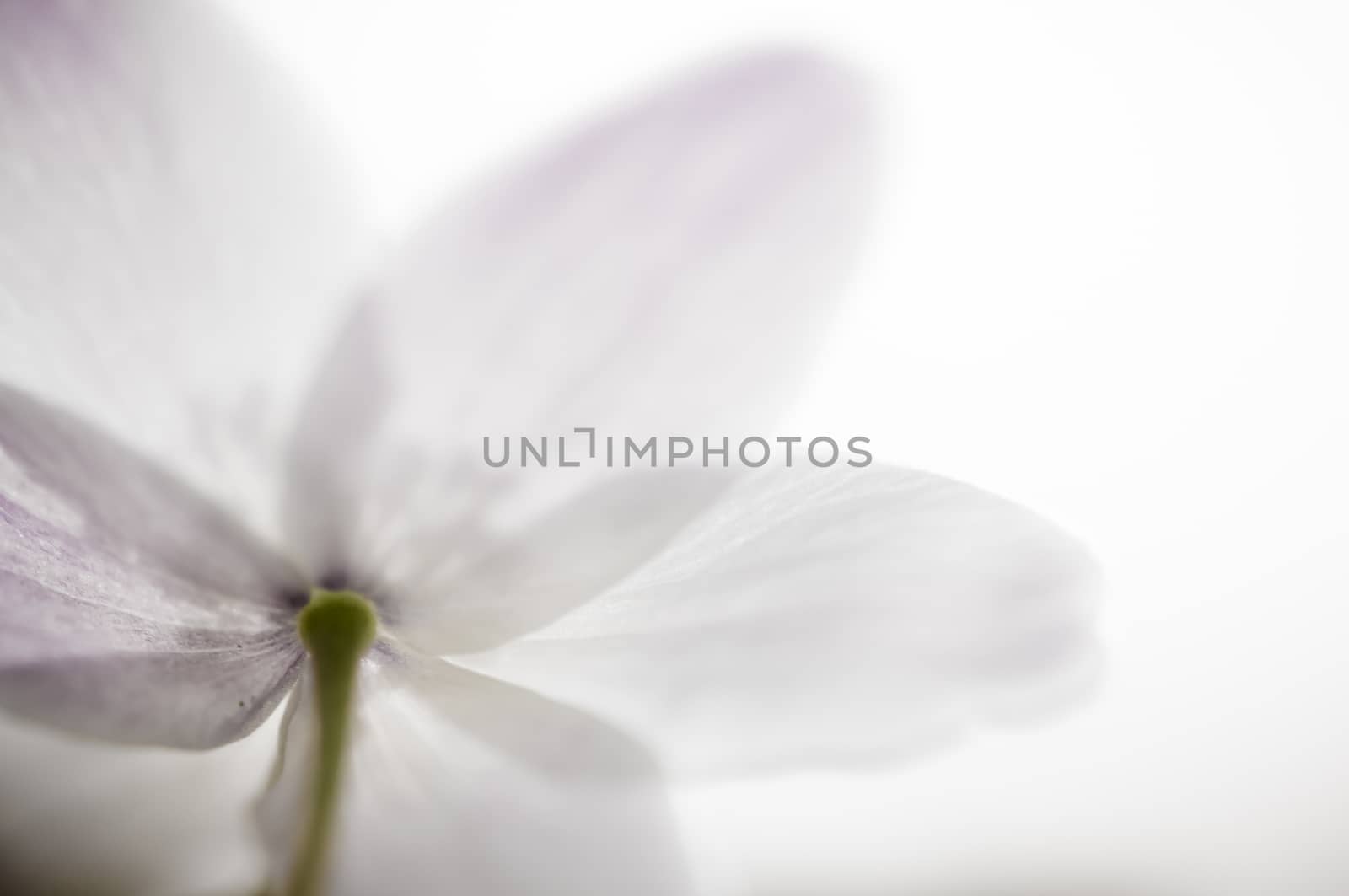 Macro photograph of a flower