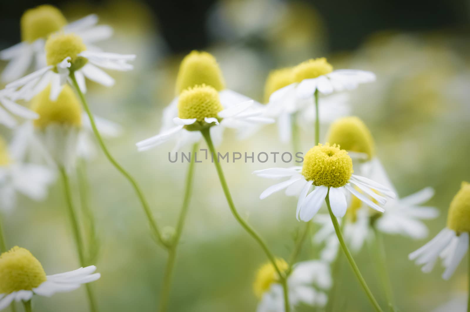 Macro photograph of flowers in a field