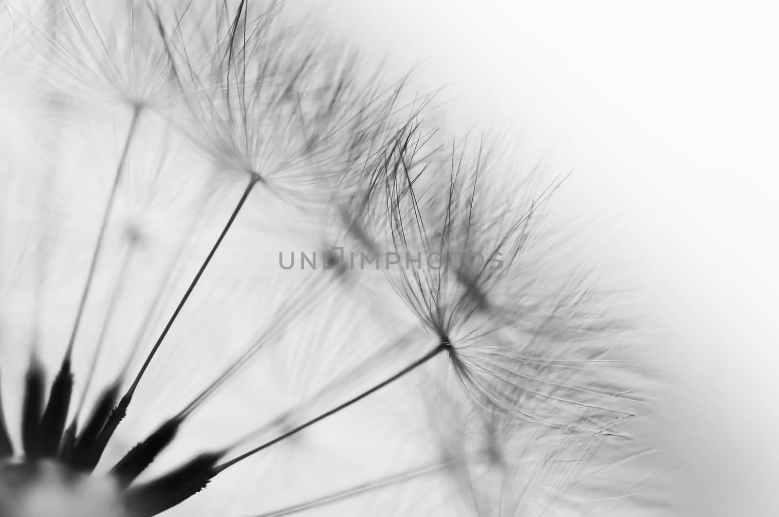 Macro photograph of a seed head