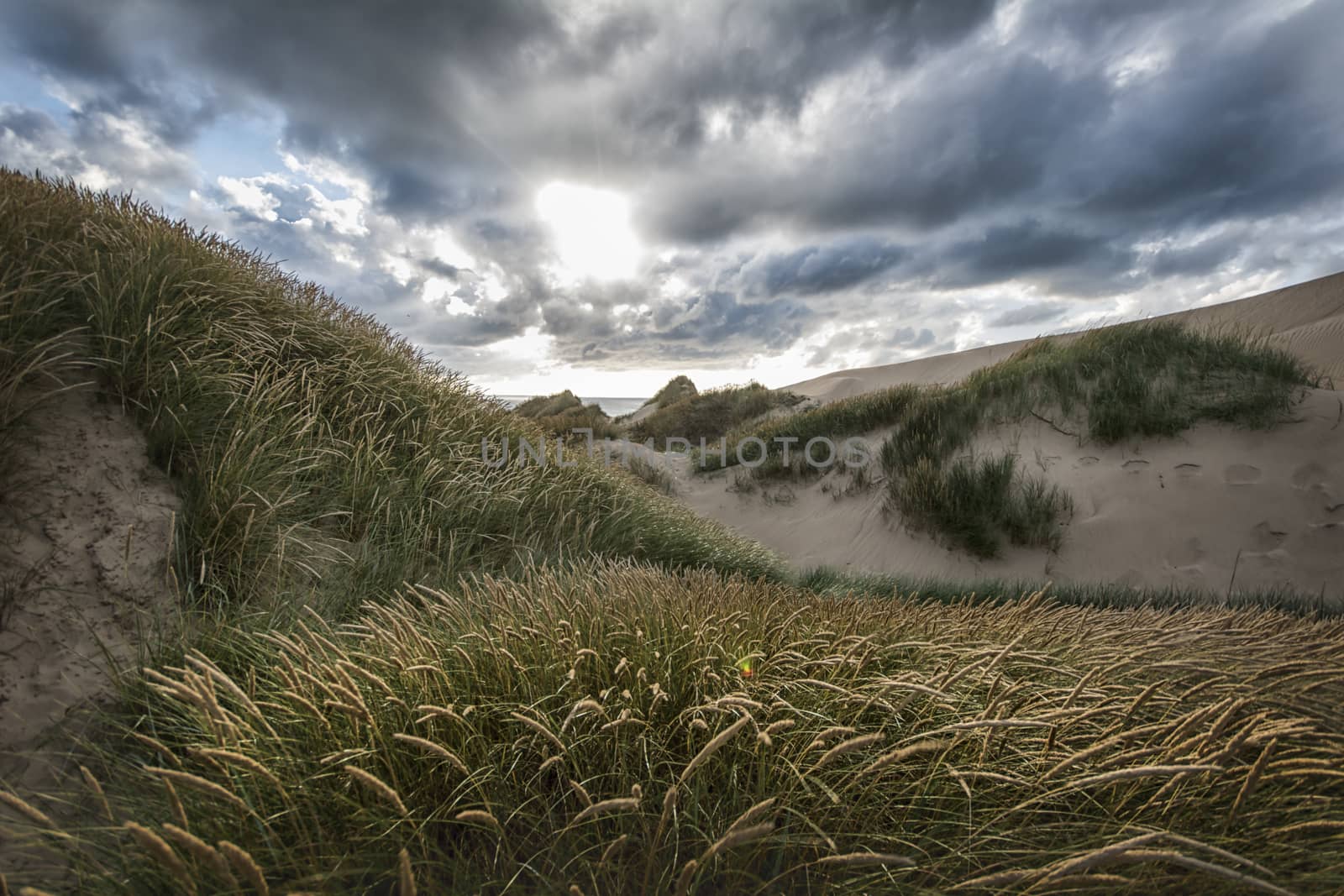 Photograph of sand dunes in Denmark