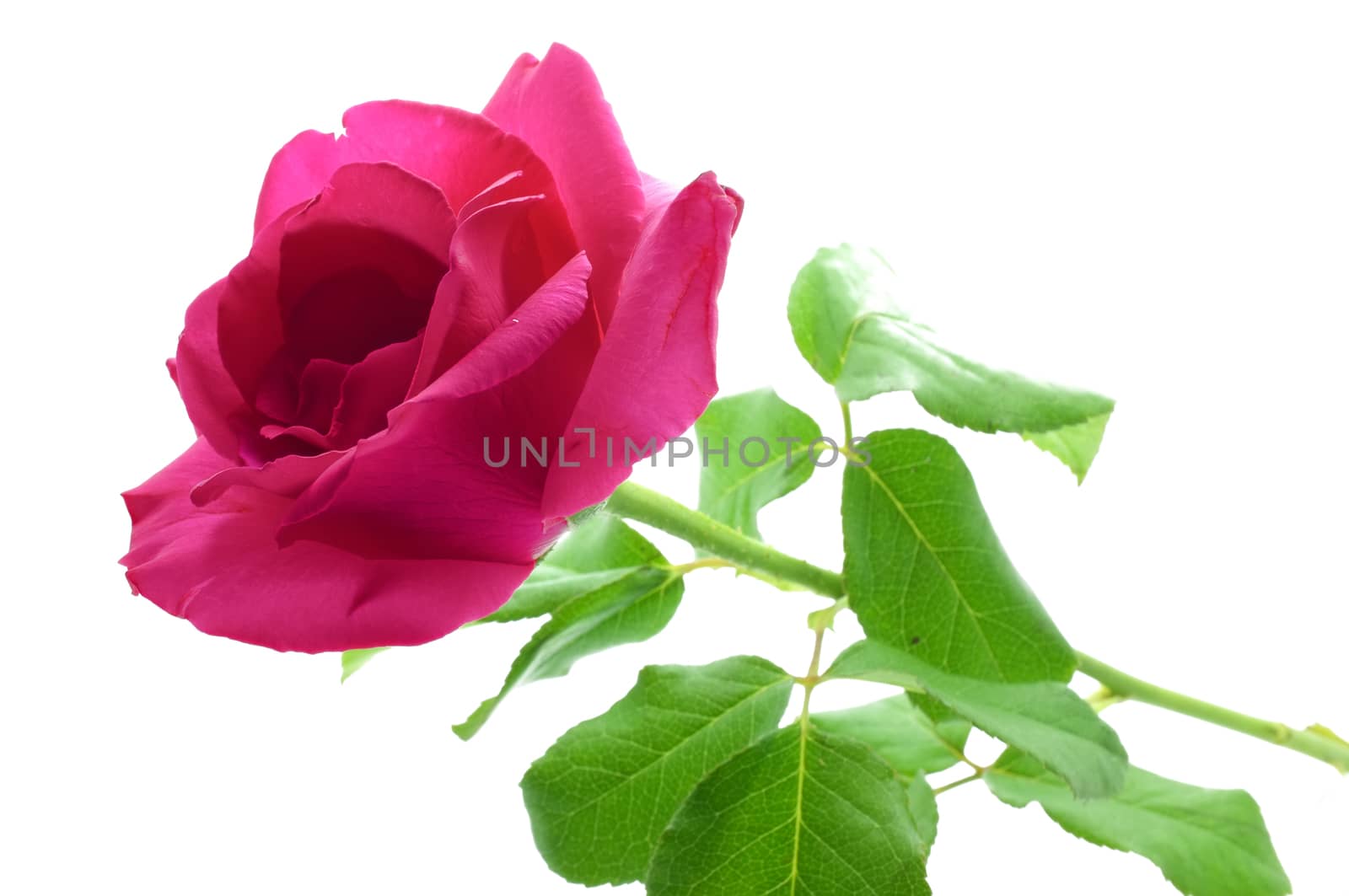 Natural pink rose
