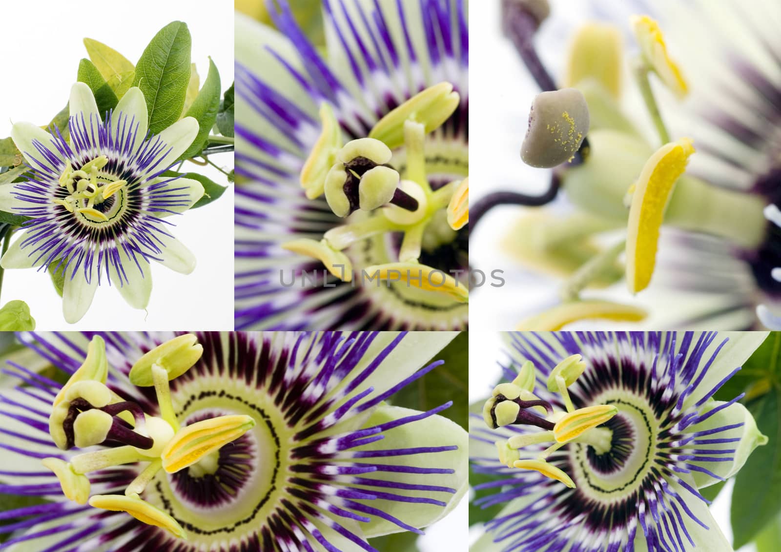 Purple Passionflower collage over white background