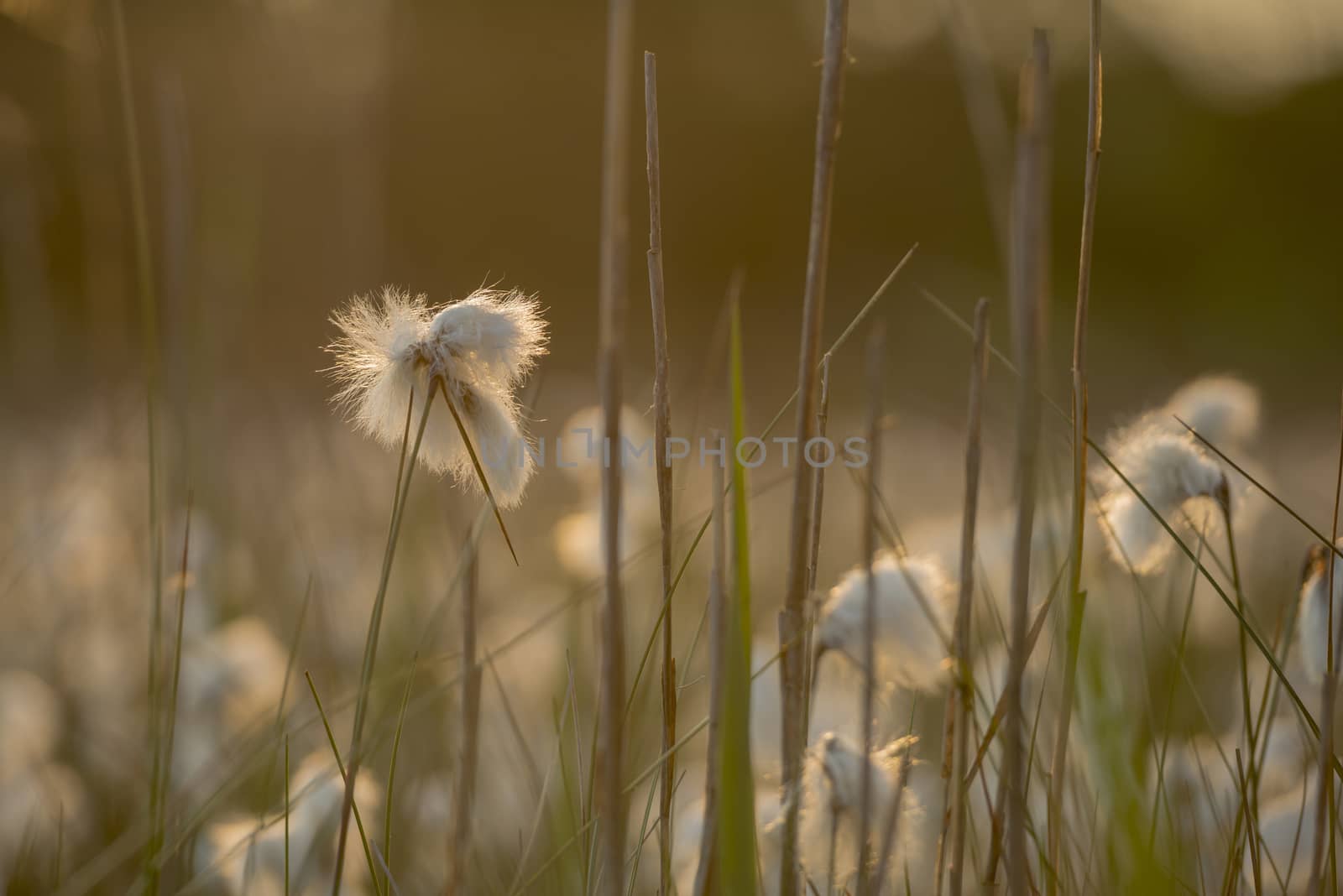 Cottongrass Eriophorum angustifolium
 by Tofotografie