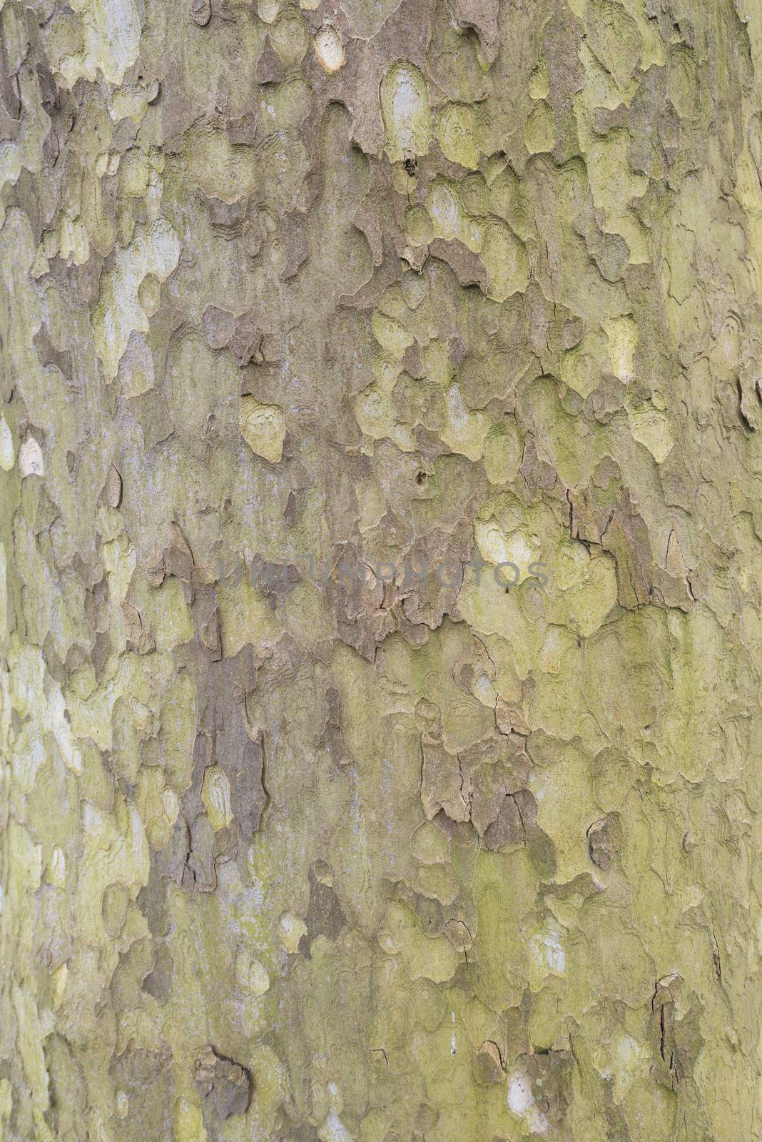 Tree bark of a Sycamore with beautiful textures and colors
