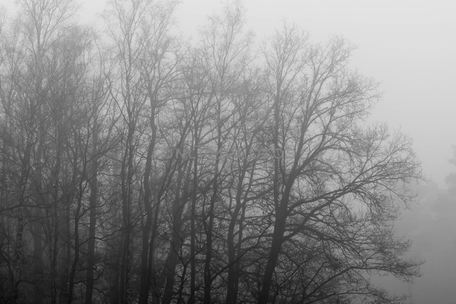 Gray tree outlines in the fog as background picture
