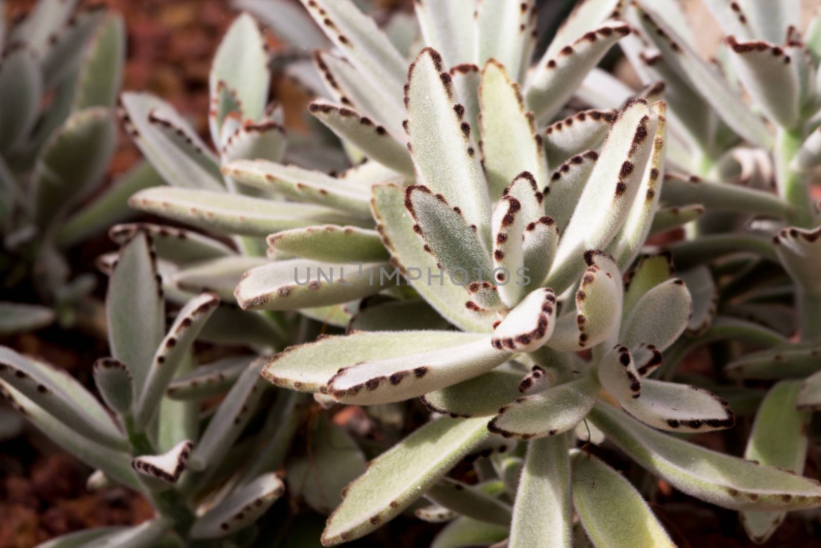 close up of blossom cactus