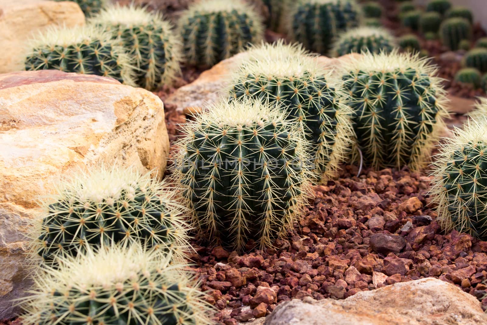 cactaceae have a lot of spike