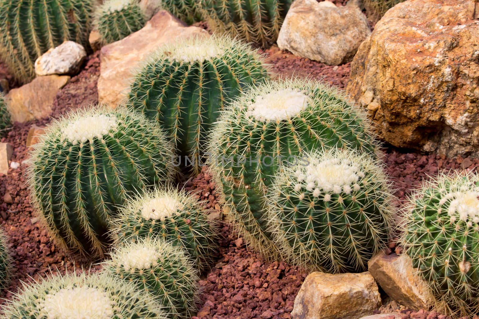 cactaceae have a lot of spike