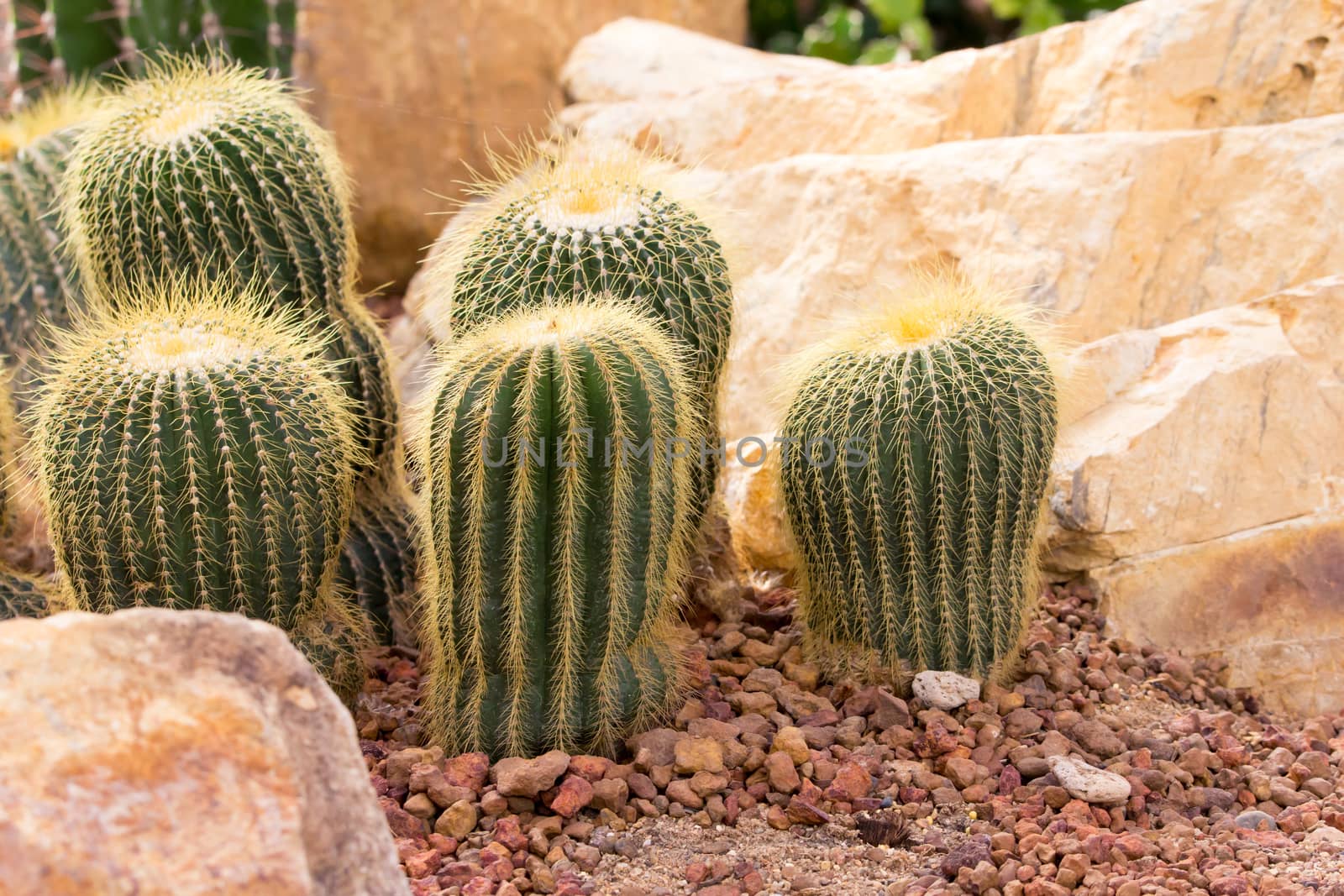 cactaceae have a lot of spike