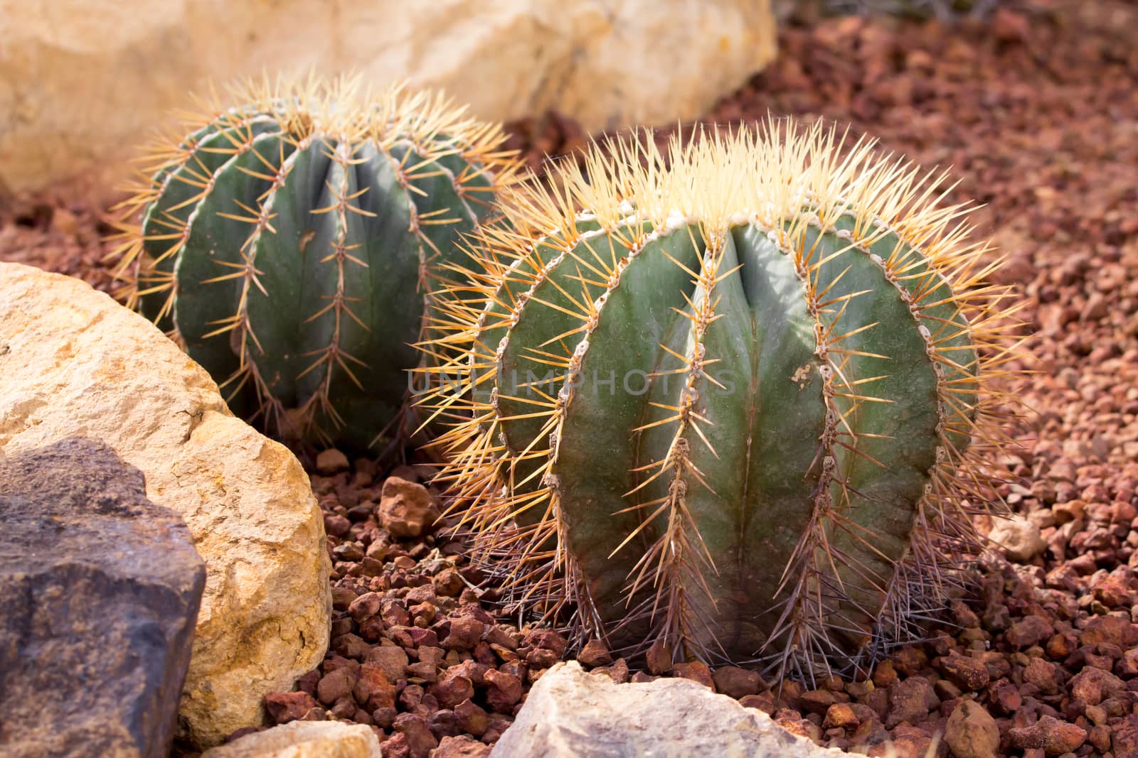 cactaceae have a lot of spike