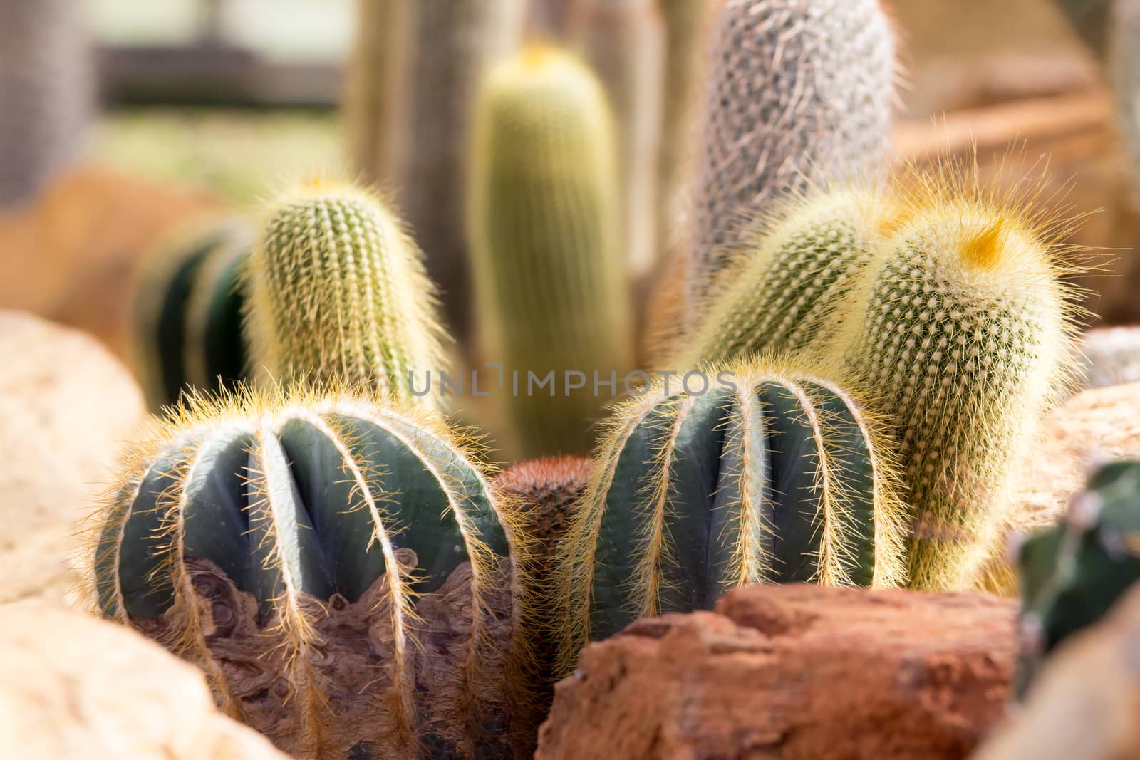 cactus by darkkong