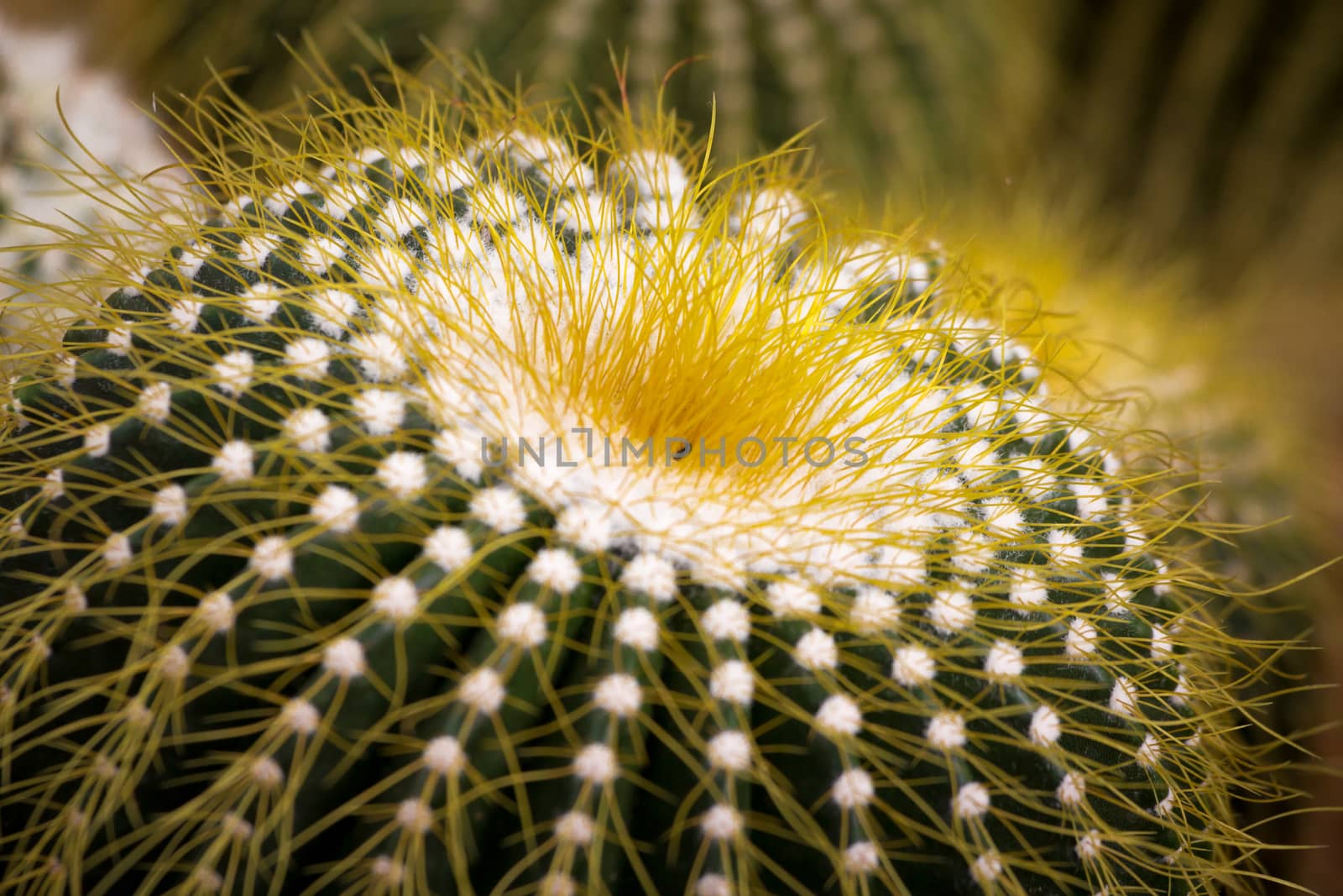 cactaceae have a lot of spike