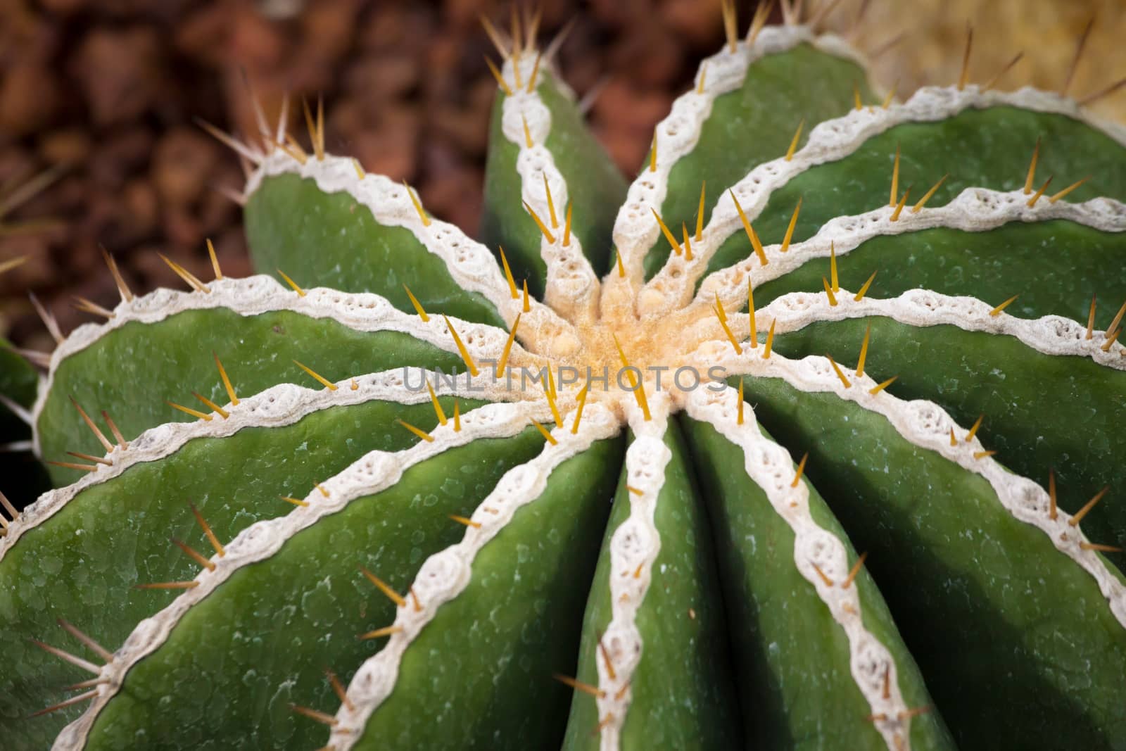 cactaceae have a lot of spike