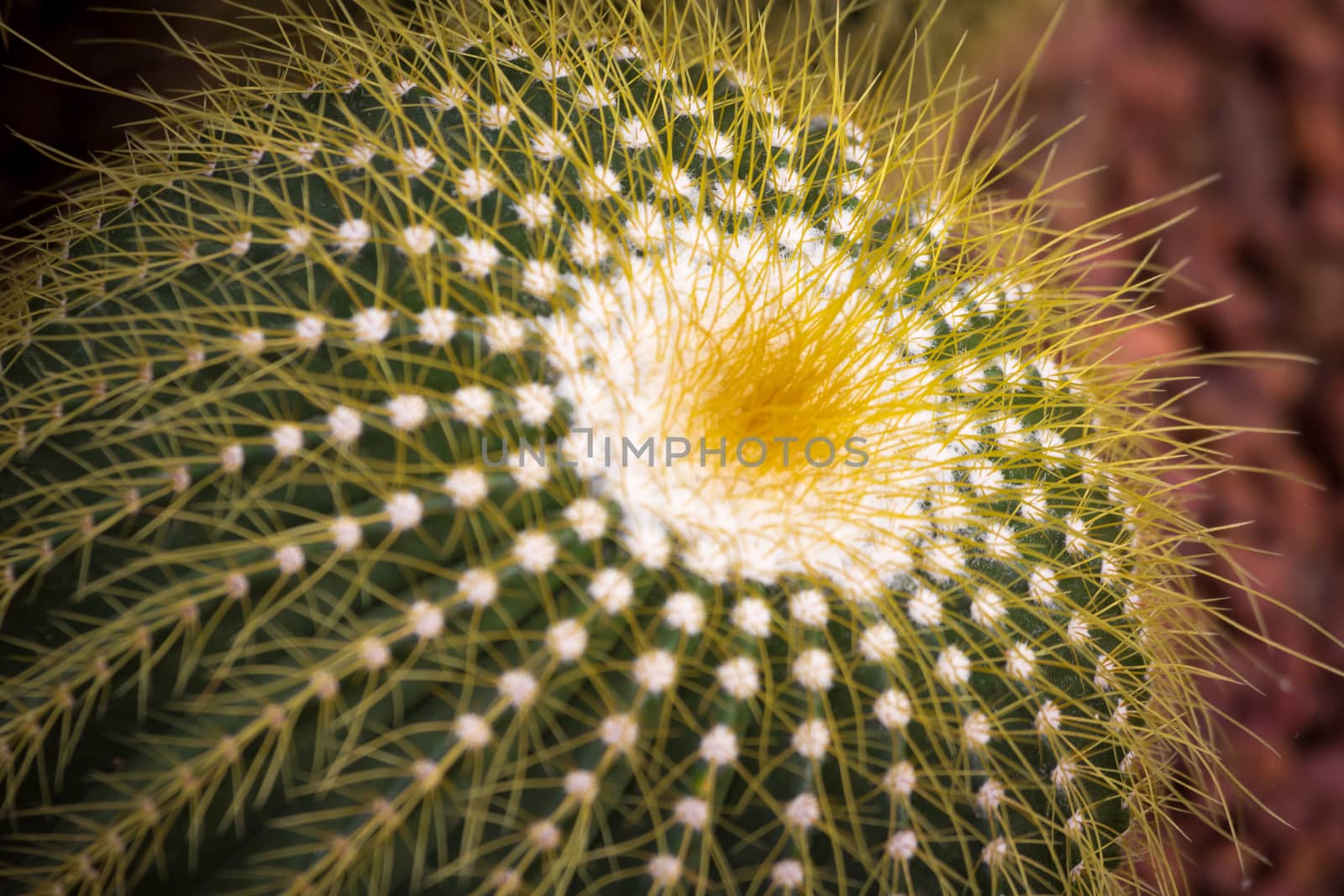 cactaceae have a lot of spike