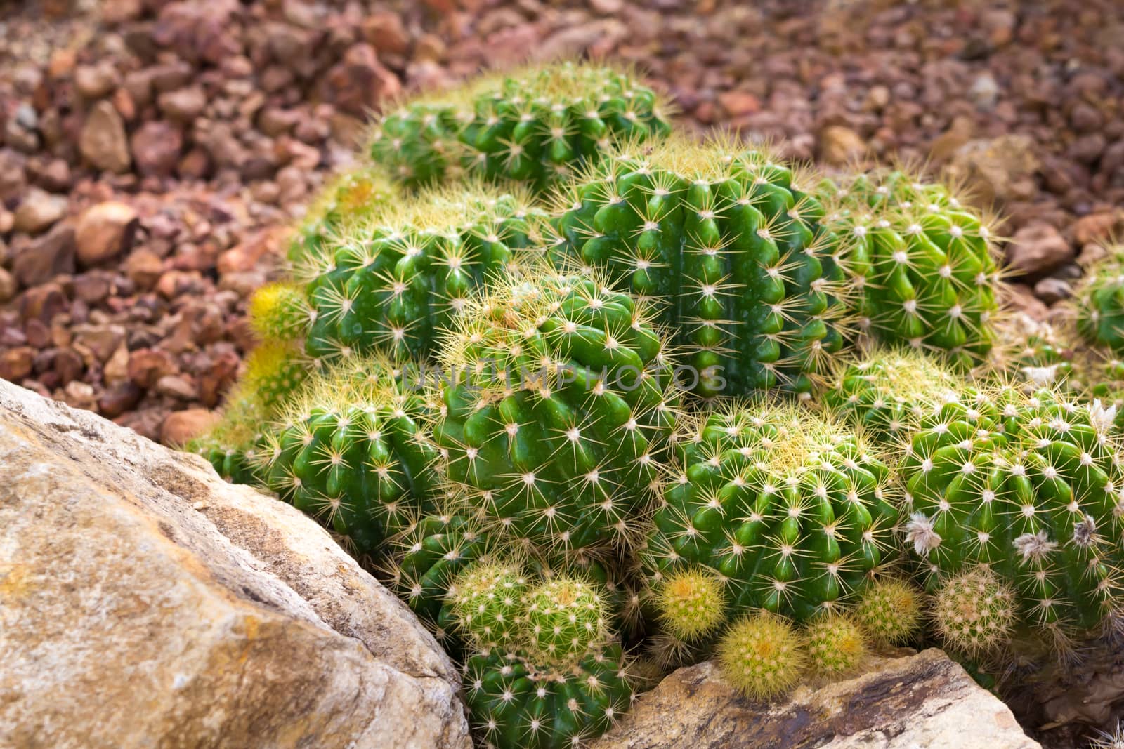 cactaceae have a lot of spike