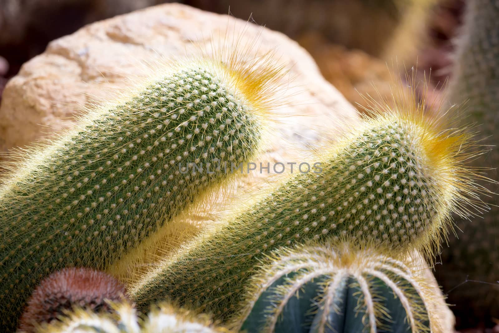 cactaceae have a lot of spike