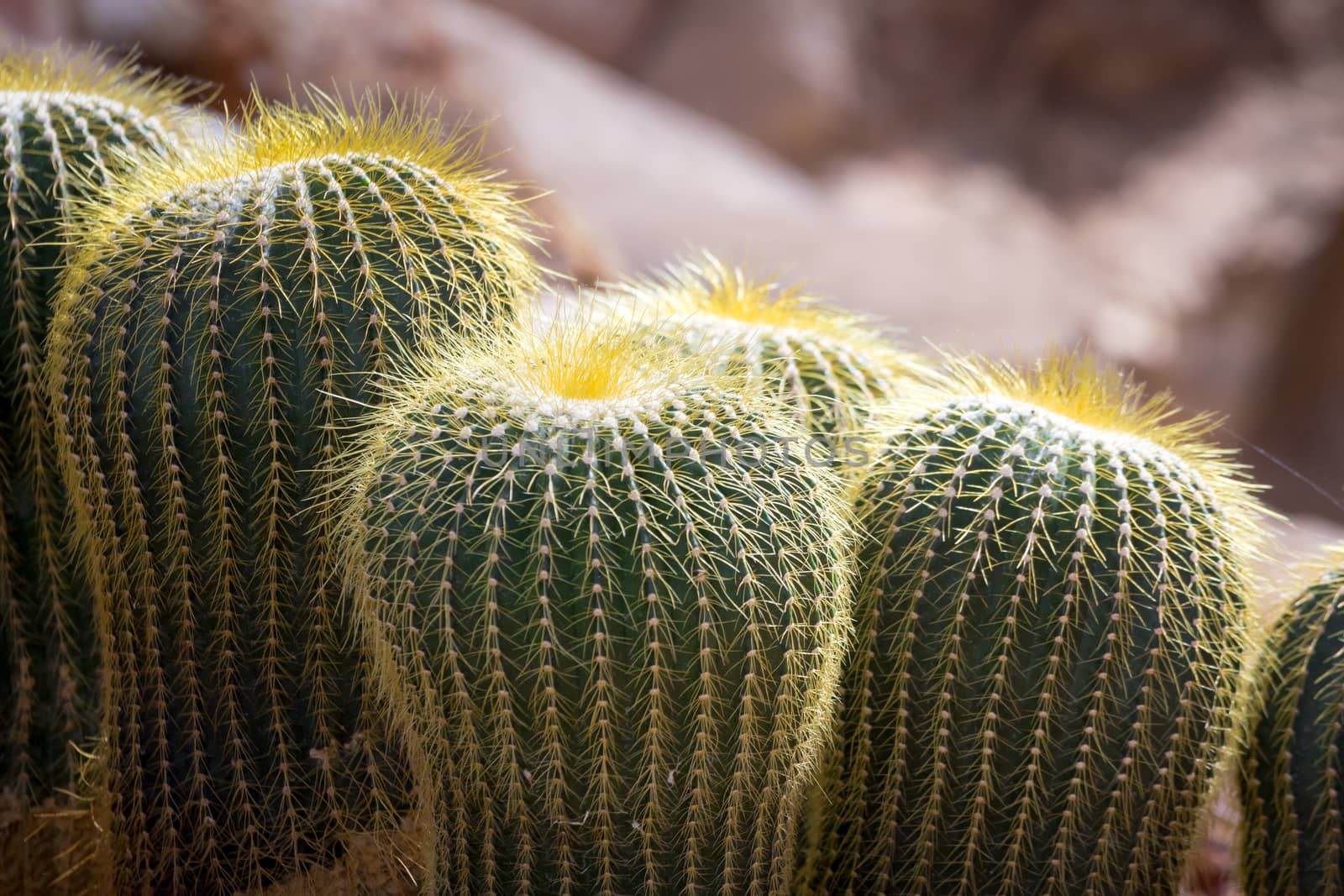 cactus by darkkong