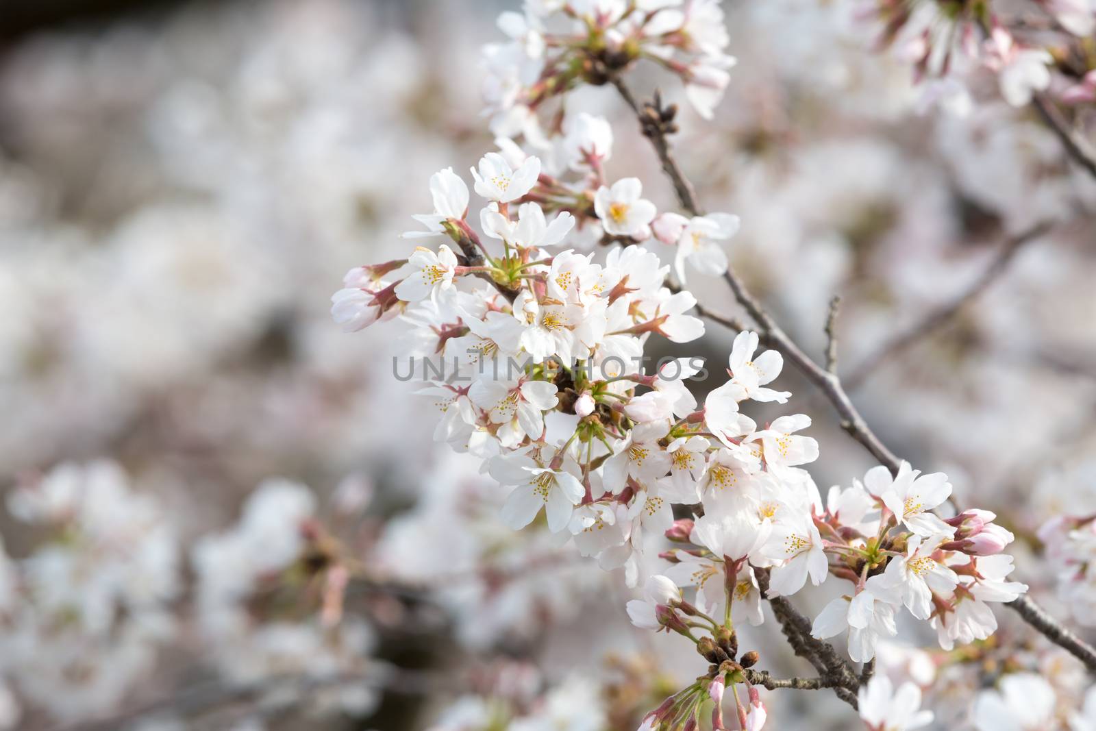 close up of sakura flower branch