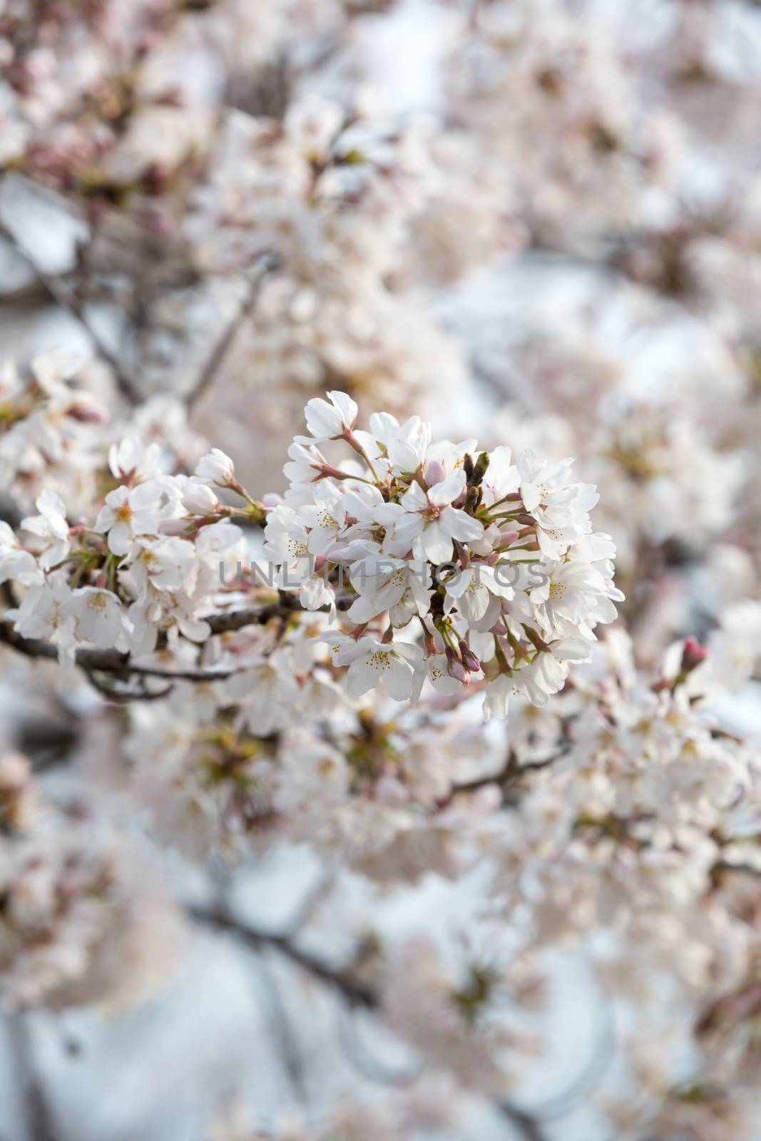 close up of sakura flower branch