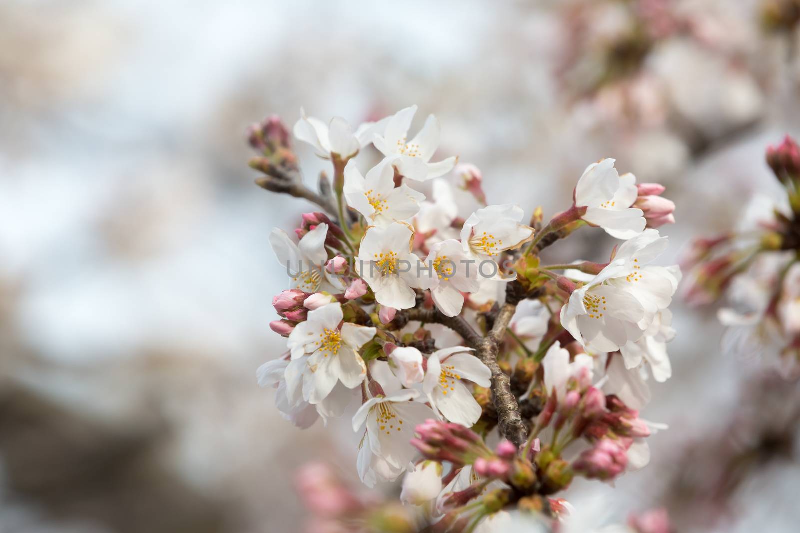 close up of sakura flower branch