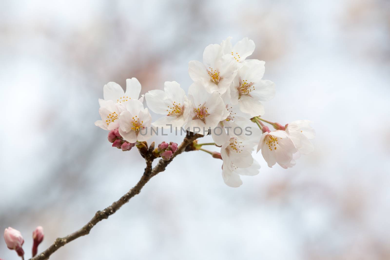 close up of sakura flower branch