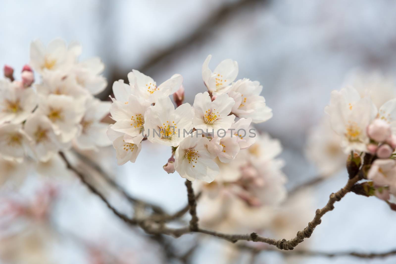 sakura flower by darkkong