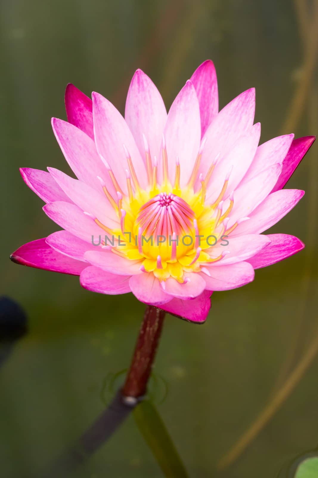 close up of pink lotus