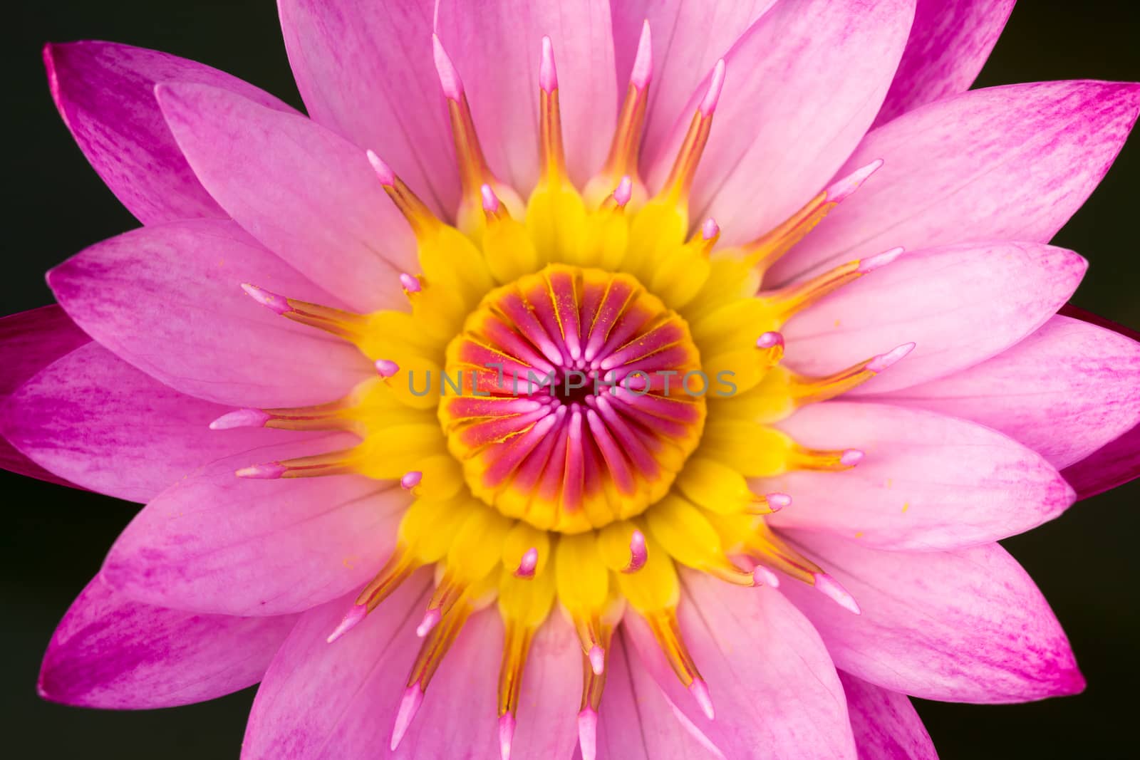 pink lotus by darkkong