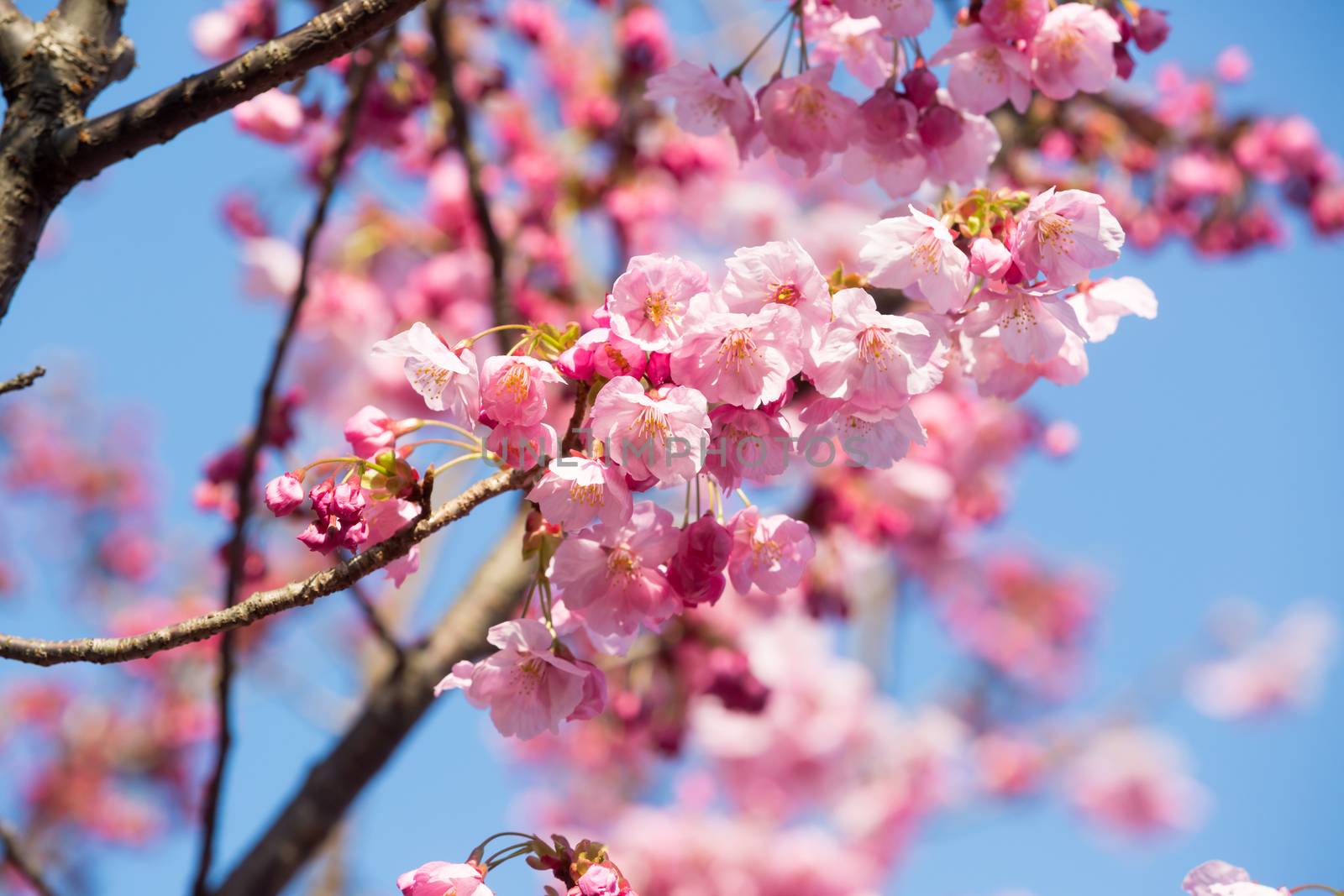 close up of pink sakura flower