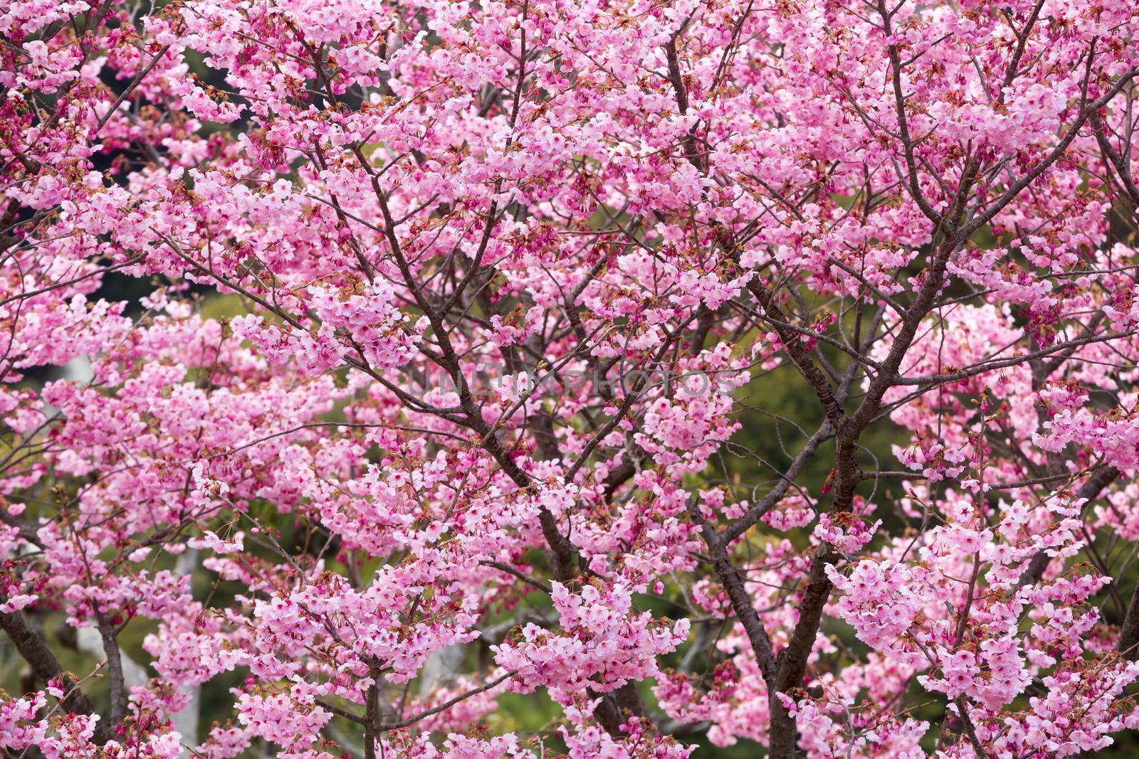 part of a pink sakura flower tree