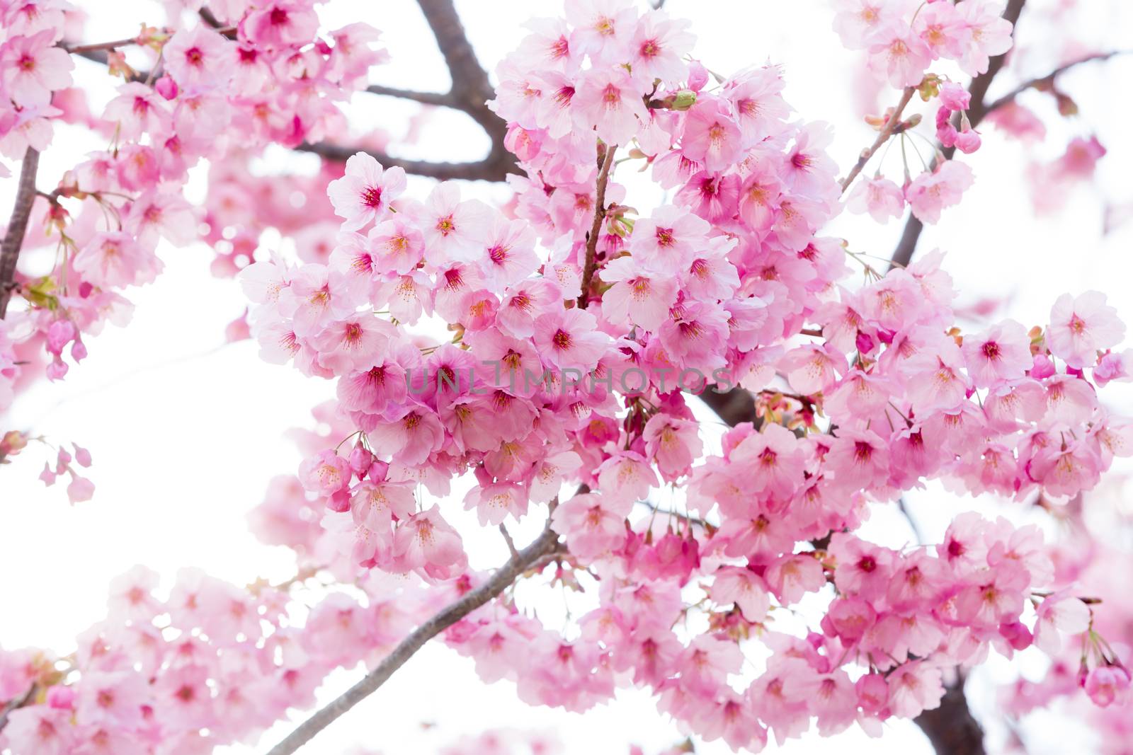 close up of pink sakura flower