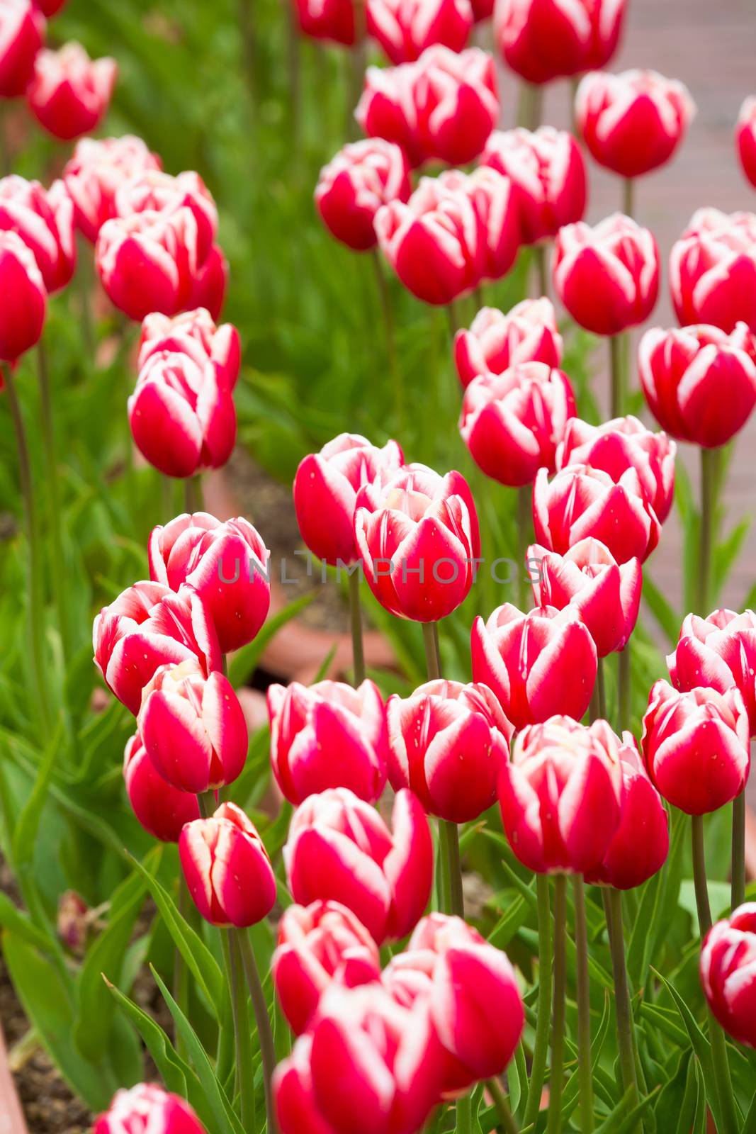 many strong stalk tulip in the garden