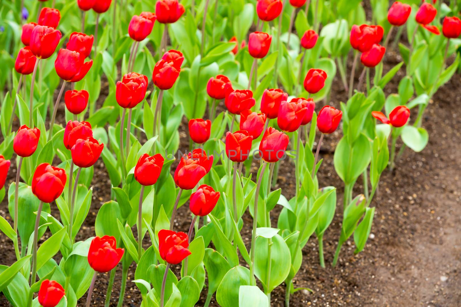 many strong stalk tulip in the garden