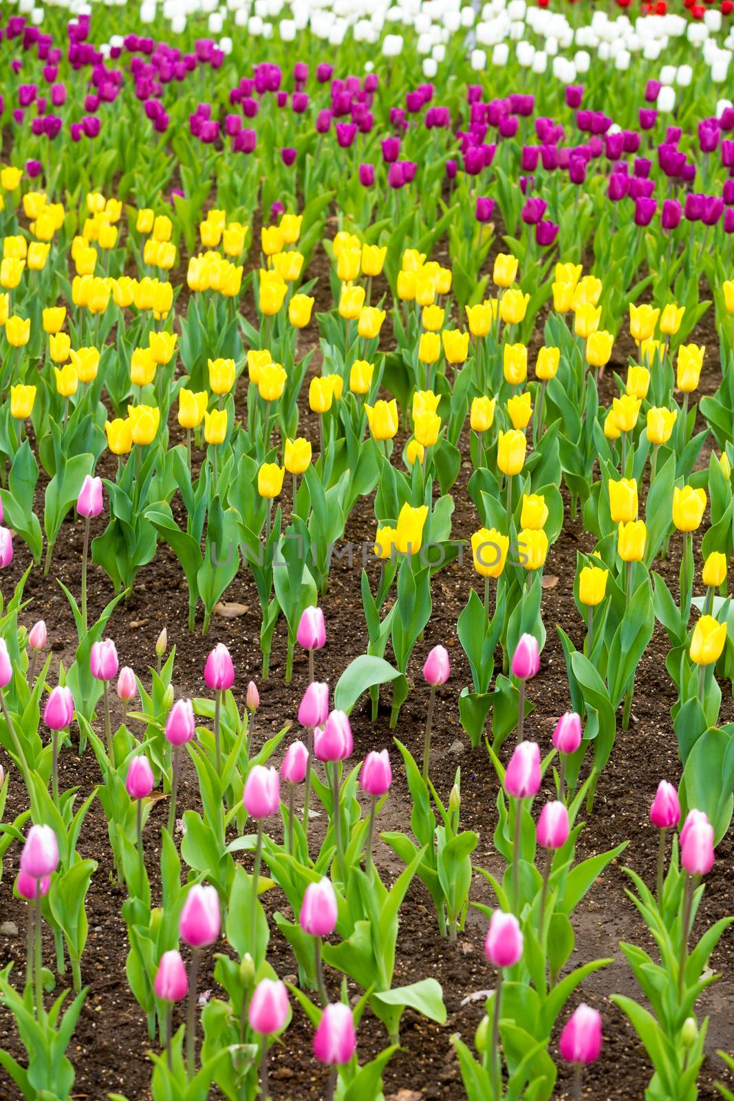 many strong stalk tulip in the garden