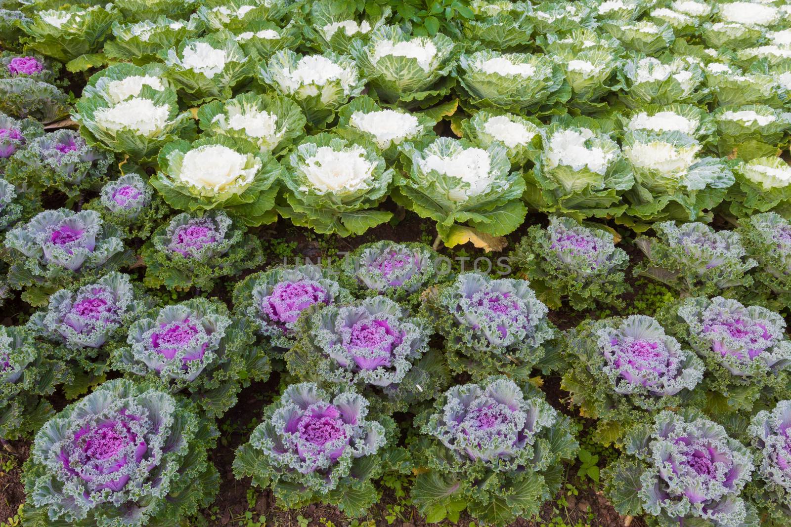 the frost flower of vegetables in the winter