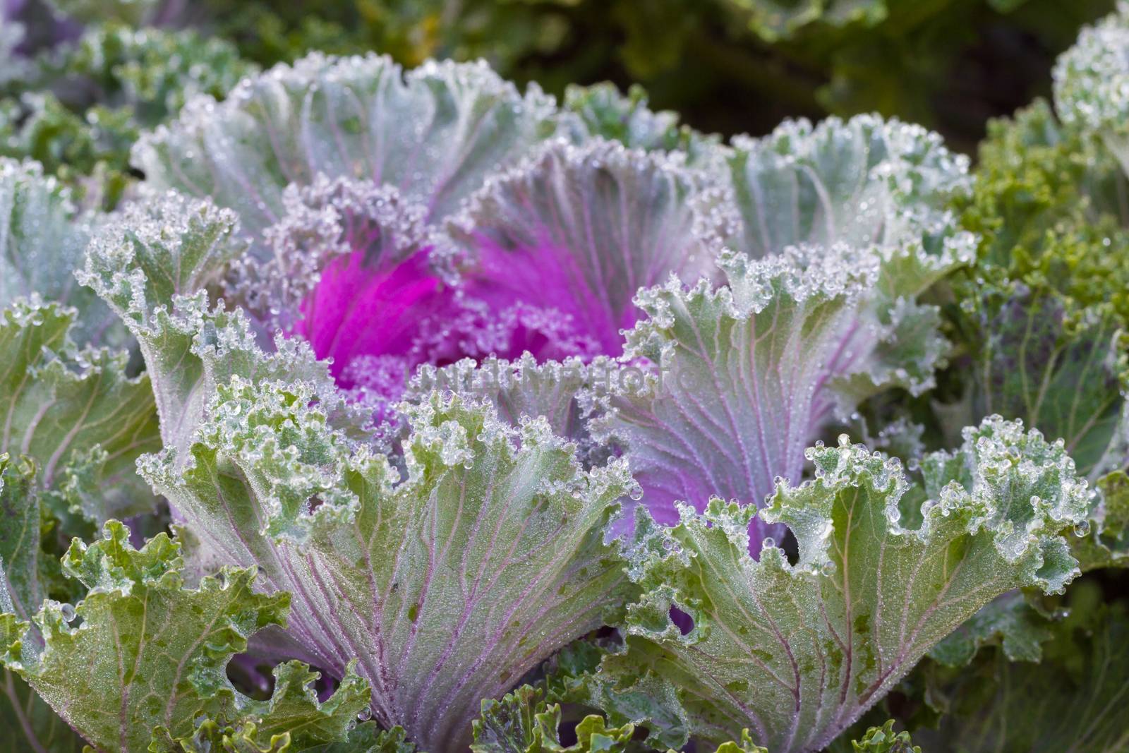 the frost flower of vegetables in the winter