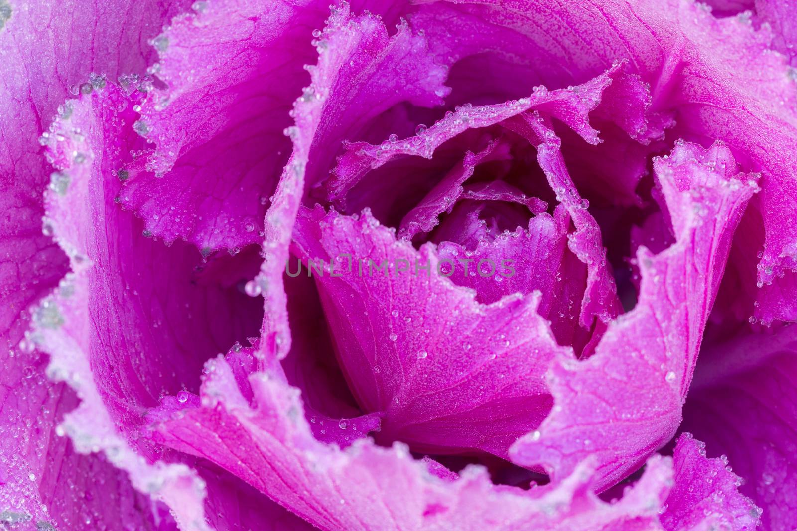 the frost flower of vegetables in the winter