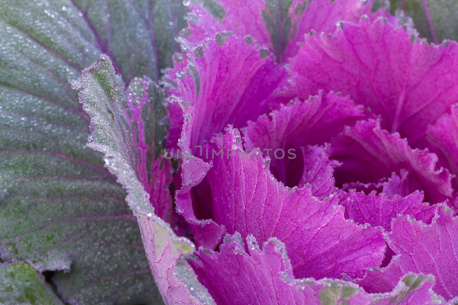 the frost flower of vegetables in the winter