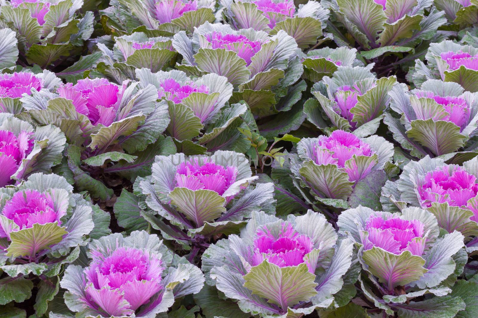 the frost flower of vegetables in the winter