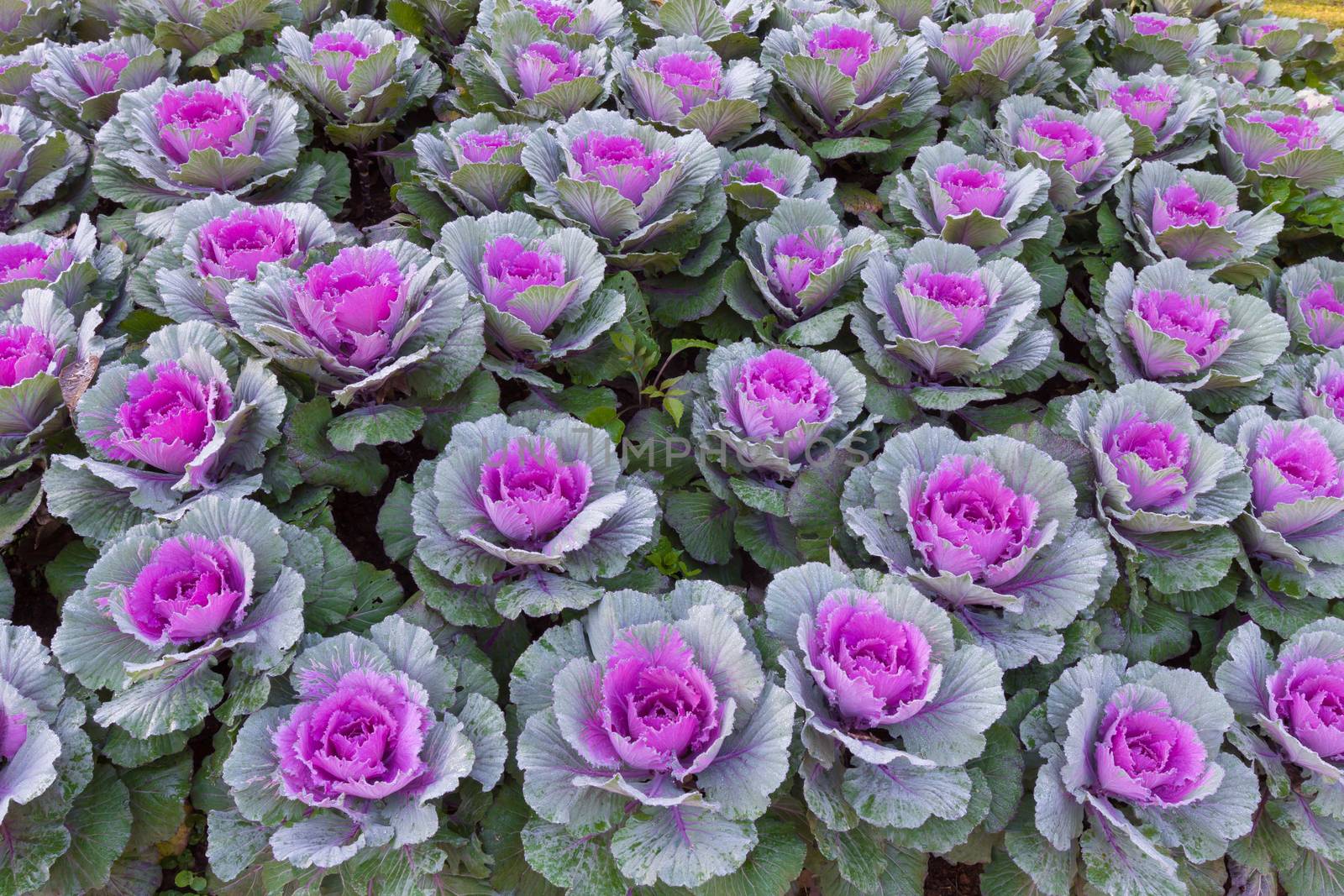 the frost flower of vegetables in the winter