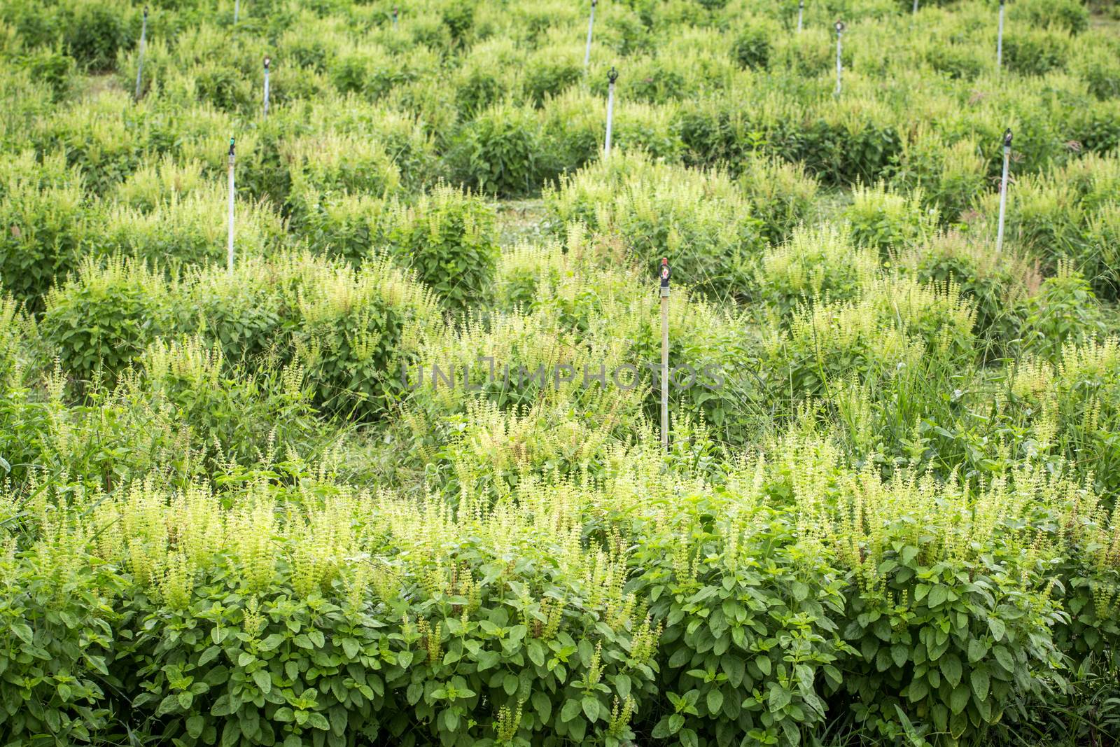 a lot of basil in farm