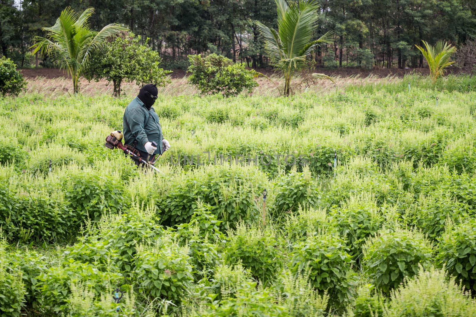 a man is working in basil farm