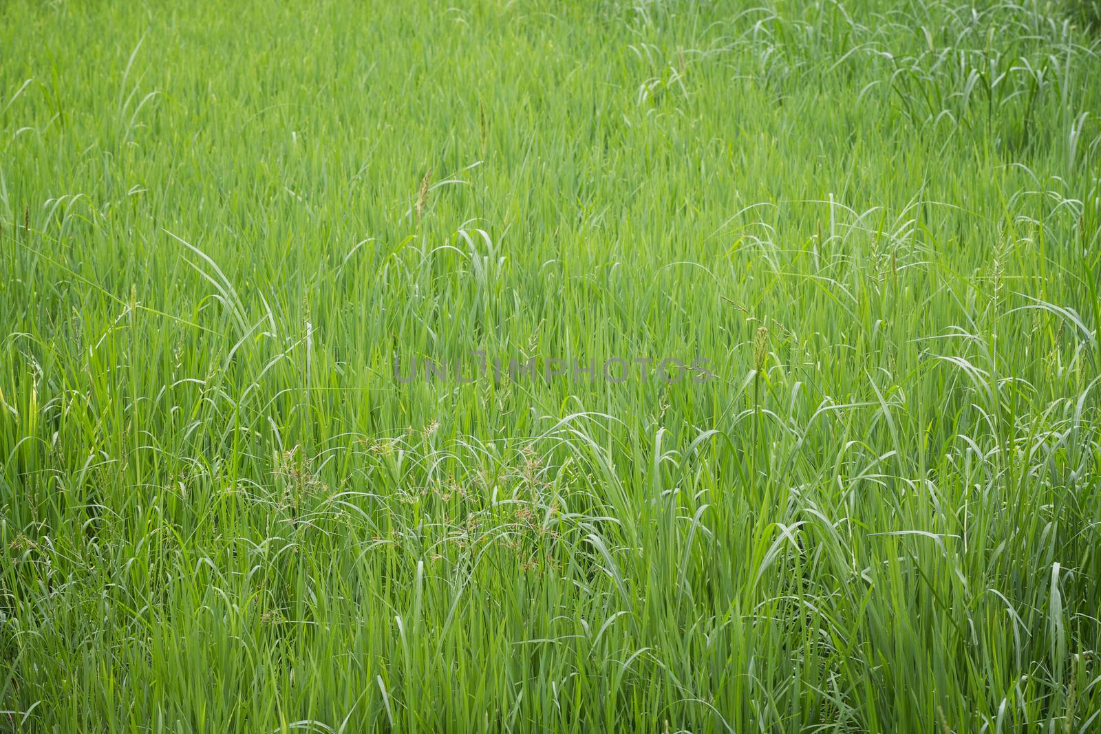 grassland by darkkong