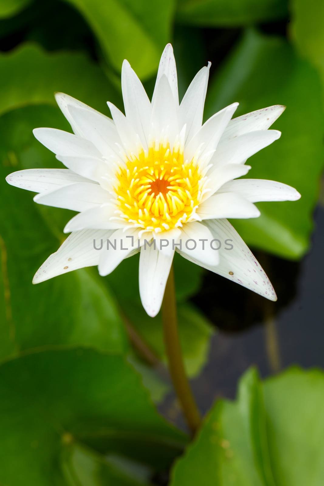 white lotus by darkkong